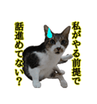 悪態つきます！キジ白キャットの塩対応（個別スタンプ：31）