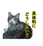 悪態つきます！キジ白キャットの塩対応（個別スタンプ：32）