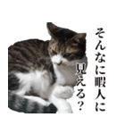 悪態つきます！キジ白キャットの塩対応（個別スタンプ：33）