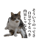 悪態つきます！キジ白キャットの塩対応（個別スタンプ：34）