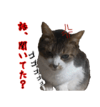 悪態つきます！キジ白キャットの塩対応（個別スタンプ：36）