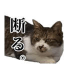 悪態つきます！キジ白キャットの塩対応（個別スタンプ：38）