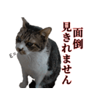 悪態つきます！キジ白キャットの塩対応（個別スタンプ：39）