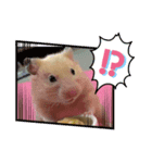 キンクマハムスターころも（個別スタンプ：1）
