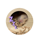 キンクマハムスターころも（個別スタンプ：7）