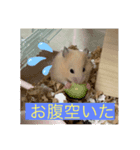 キンクマハムスターころも（個別スタンプ：8）