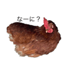 鶏の日常2（個別スタンプ：1）