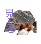 鶏の日常2（個別スタンプ：7）
