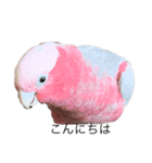 モモイロインコの日常1（個別スタンプ：2）