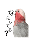 モモイロインコの日常1（個別スタンプ：3）