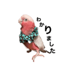 モモイロインコの日常1（個別スタンプ：5）