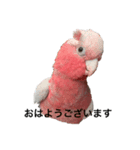 モモイロインコの日常1（個別スタンプ：6）