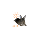 みけさんスタンプ2！（個別スタンプ：3）