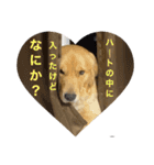 ゴールデンレトリバーのすばるくん❷（個別スタンプ：3）
