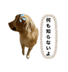 ゴールデンレトリバーのすばるくん❷（個別スタンプ：4）