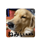 ゴールデンレトリバーのすばるくん❷（個別スタンプ：7）