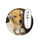 ゴールデンレトリバーのすばるくん❷（個別スタンプ：13）