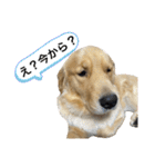 ゴールデンレトリバーのすばるくん❷（個別スタンプ：15）
