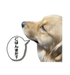 ゴールデンレトリバーのすばるくん❷（個別スタンプ：17）