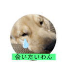 ゴールデンレトリバーのすばるくん❷（個別スタンプ：20）