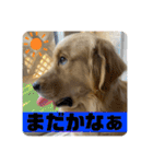 ゴールデンレトリバーのすばるくん❷（個別スタンプ：22）