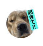 ゴールデンレトリバーのすばるくん❷（個別スタンプ：24）