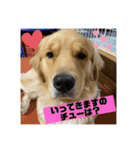 ゴールデンレトリバーのすばるくん❷（個別スタンプ：25）