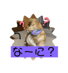 ゴールデンレトリバーのすばるくん❷（個別スタンプ：26）