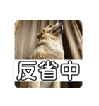 ゴールデンレトリバーのすばるくん❷（個別スタンプ：27）