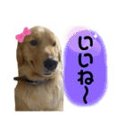 ゴールデンレトリバーのすばるくん❷（個別スタンプ：28）