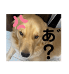 ゴールデンレトリバーのすばるくん❷（個別スタンプ：29）