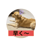 ゴールデンレトリバーのすばるくん❷（個別スタンプ：31）