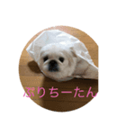 いけません。‼️（個別スタンプ：4）