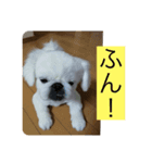 いけません。‼️（個別スタンプ：8）