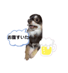コロンとちゃんまの日常会話 1（個別スタンプ：4）
