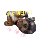 コロンとちゃんまの日常会話 1（個別スタンプ：5）