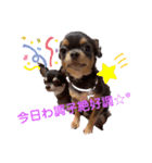 コロンとちゃんまの日常会話 1（個別スタンプ：7）