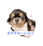 コロンとちゃんまの挨拶（個別スタンプ：3）