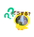 マロン(うさぎ)のスタンプ③（個別スタンプ：6）