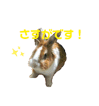 マロン(うさぎ)のスタンプ③（個別スタンプ：8）