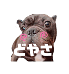ぽんすたんぷん（個別スタンプ：1）