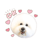 ビションフリーゼ♡リリー（個別スタンプ：1）