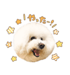 ビションフリーゼ♡リリー（個別スタンプ：2）