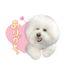 ビションフリーゼ♡リリー（個別スタンプ：5）