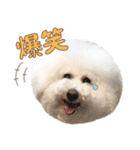 ビションフリーゼ♡リリー（個別スタンプ：8）