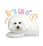 ビションフリーゼ♡リリー（個別スタンプ：9）