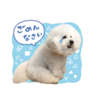 ビションフリーゼ♡リリー（個別スタンプ：10）