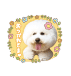 ビションフリーゼ♡リリー（個別スタンプ：11）