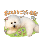 ビションフリーゼ♡リリー（個別スタンプ：12）