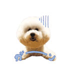 ビションフリーゼ♡リリー（個別スタンプ：13）